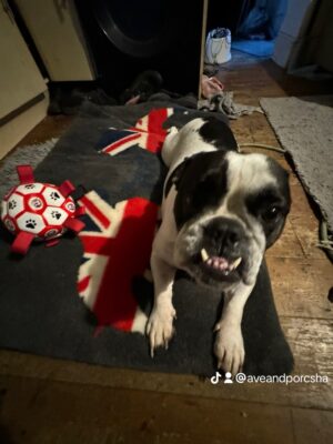 English Bulldog Collectibles ! What’s so special then 2024 Brighton based