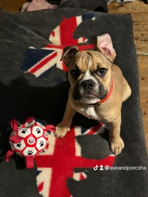 English Bulldog Collectibles ! What’s so special then 2024 